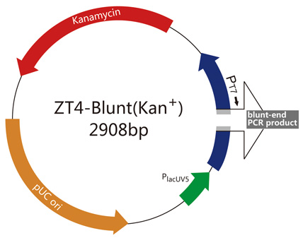 ZC209 ZT4-Blunt(Kan+)載體圖譜
