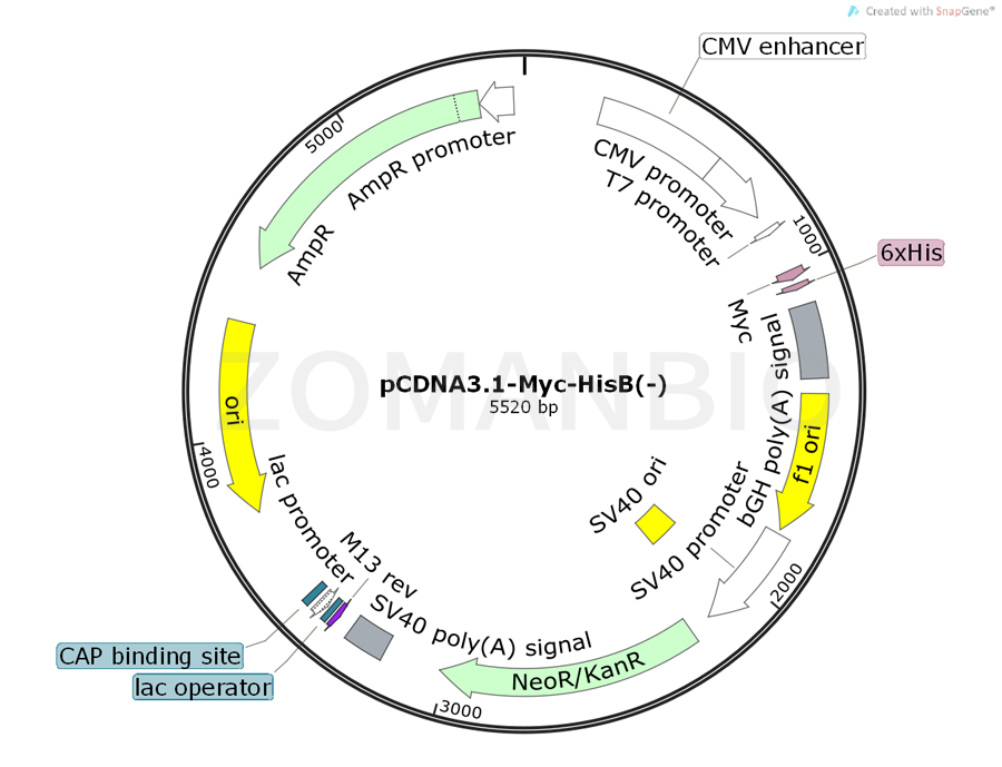 ZK358pCDNA3.1-Myc-HisB(-).png