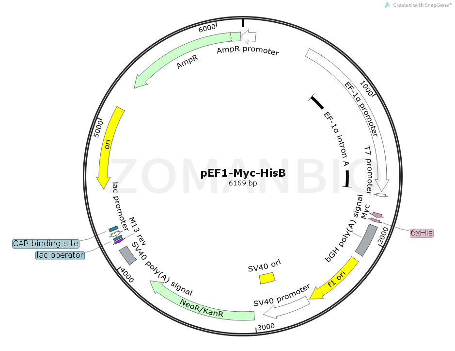 ZK1791 pEF1-Myc-HisB.png