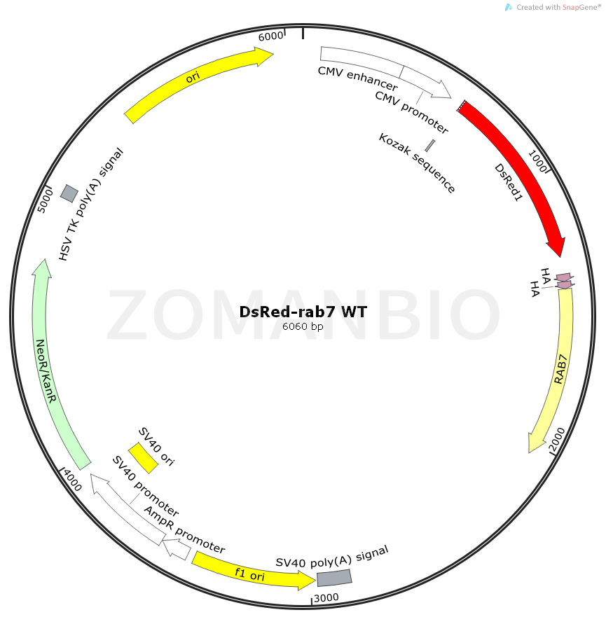 ZK2402 DsRed-rab7 WT.png