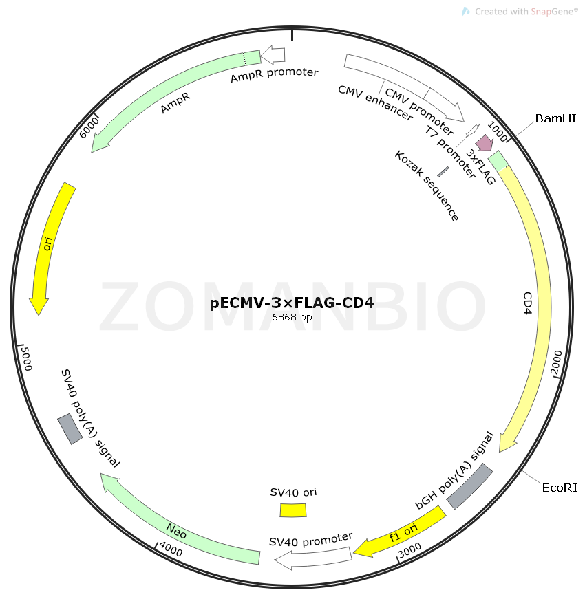 ZK2410 pECMV-3×Flag-CD4.png