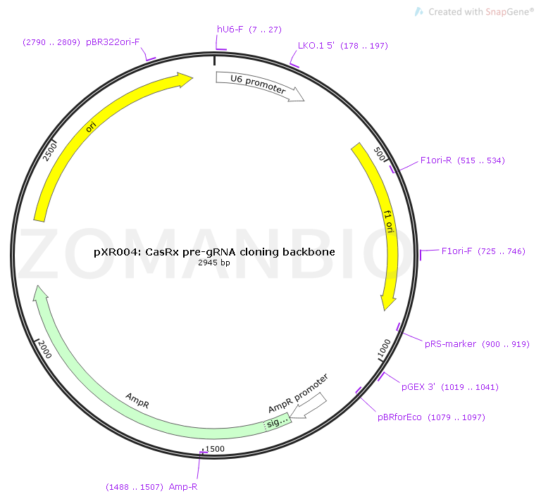 pXR004-CasRx pre-gRNA cloning backbone Map.png