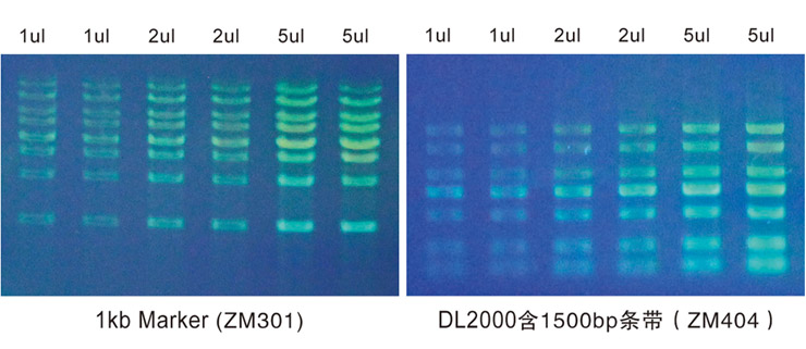 Exgreen plus電泳圖副本.jpg